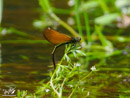 Dragonfly - Ważka
